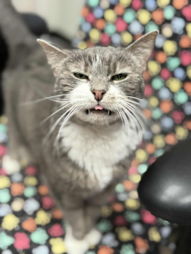 gray cat with white chest and chin grinning toward the camera