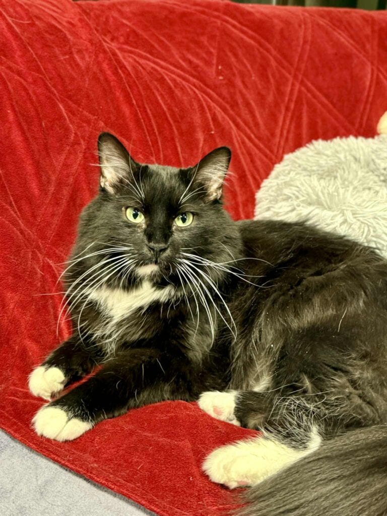 Gibson on red blanket