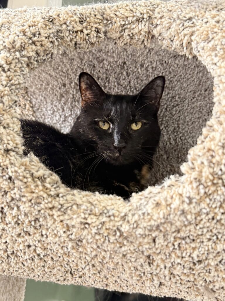 Cider inside cat tree